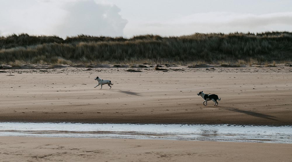 10 Stunning Dog Cremation Urns