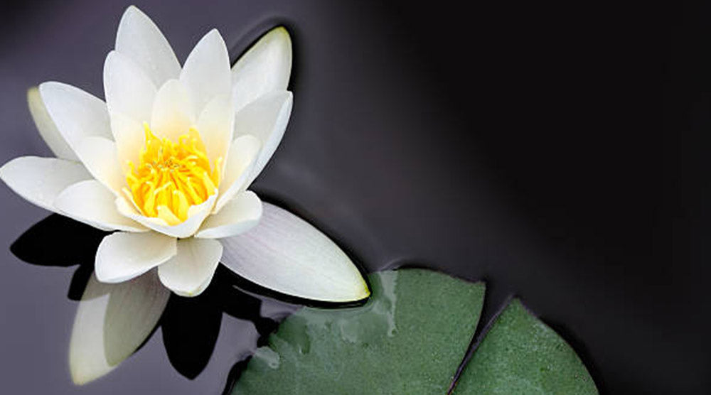 3 white biodegradable urns for ashes