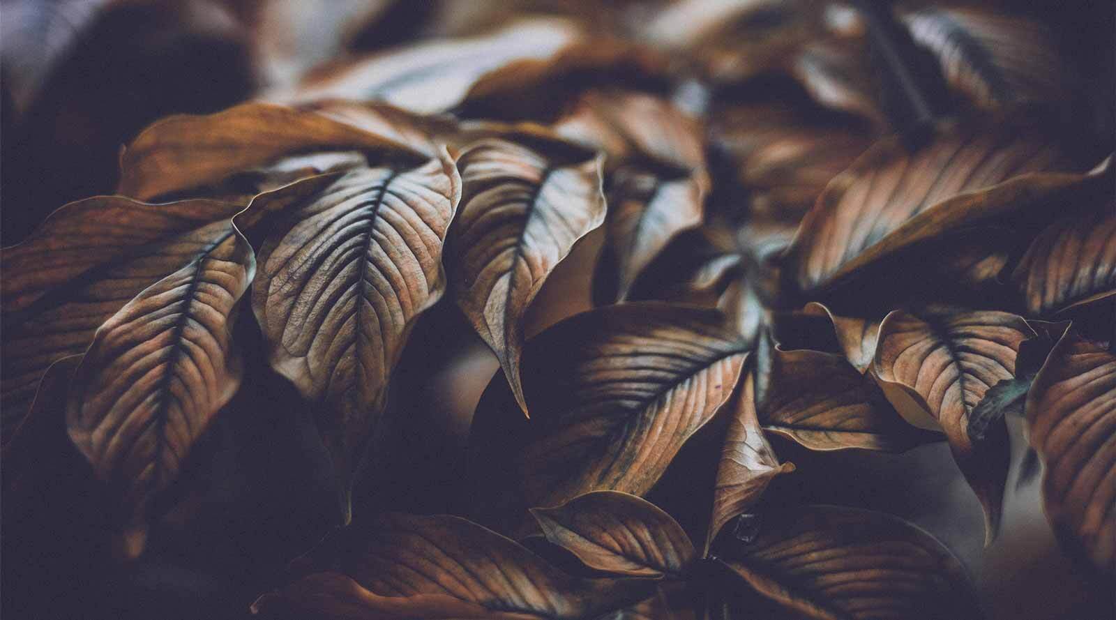 5 brilliant brown keepsake urns