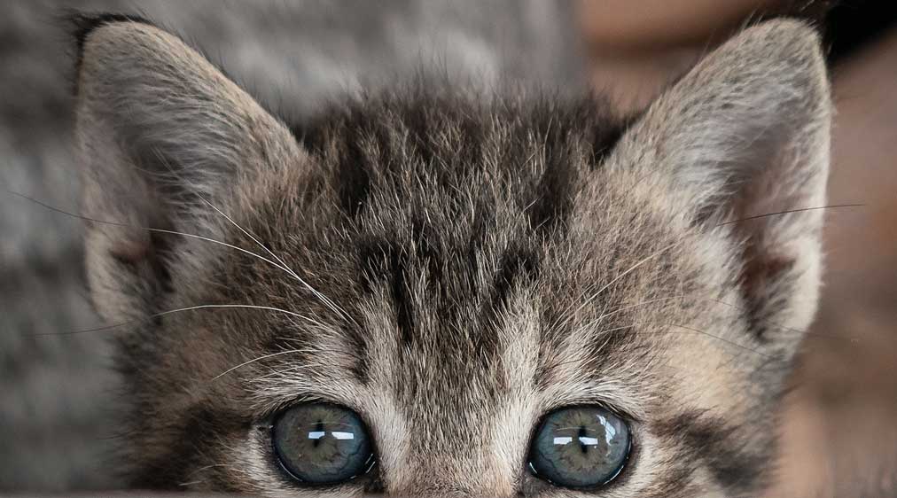 How much does it cost to get a cat cremated?