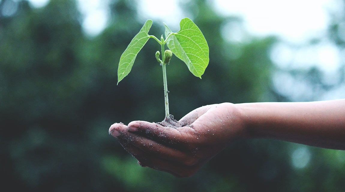 What are biodegradable urns made out of