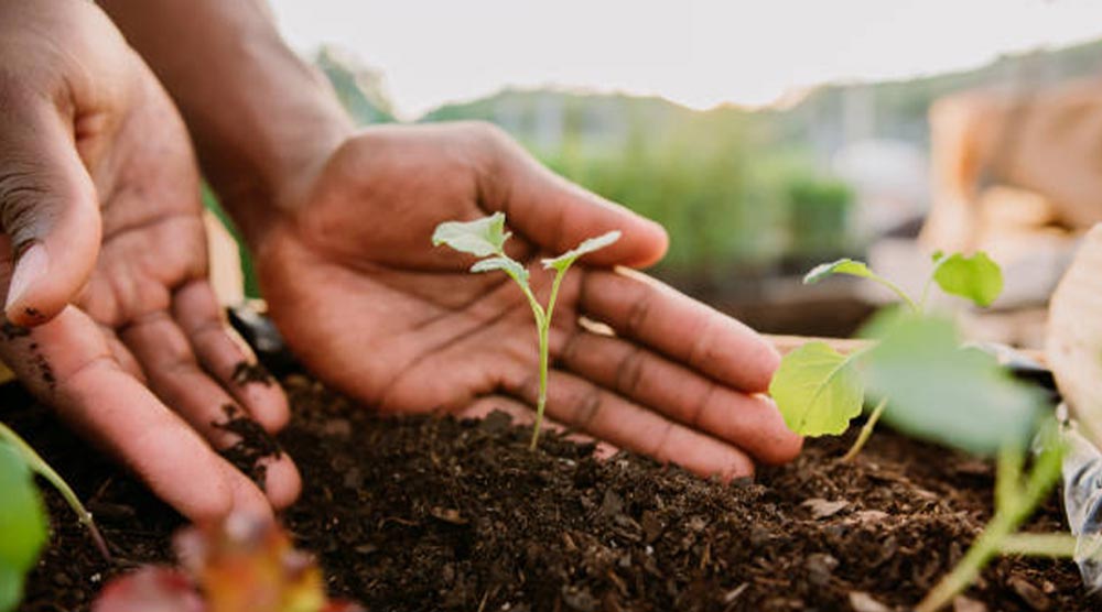 Why choose a Biodegradable Urn