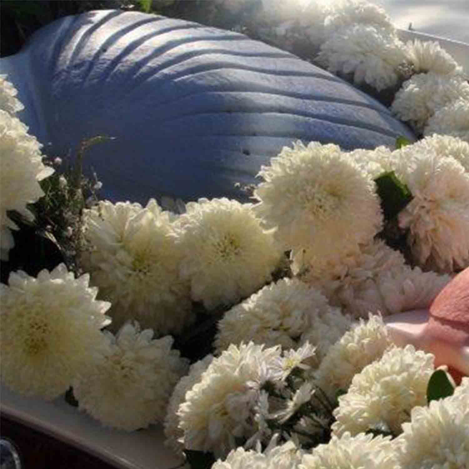 Shell Biodegradable Water Urn for Ashes at Memorial
