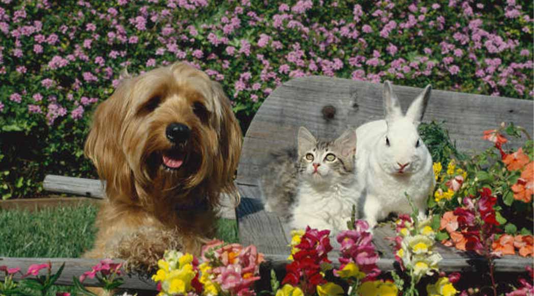 10 Things to do with your Pet's Ashes