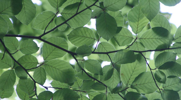 5 Glorious Green Keepsake Urns for Ashes 