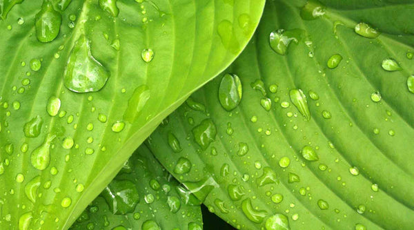5 Unique Green Cremation Urns