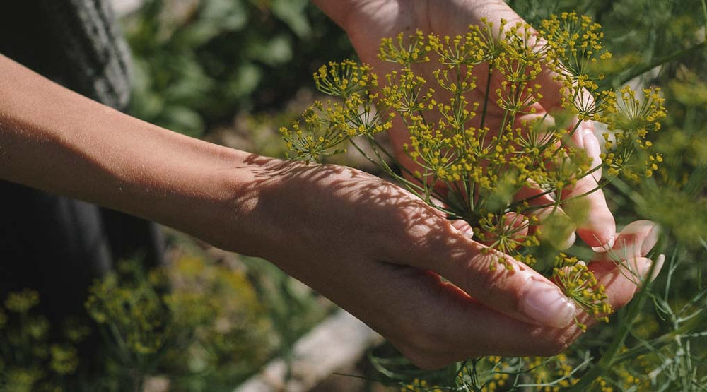 Burying the Cremated Ashes in Your Garden Guide