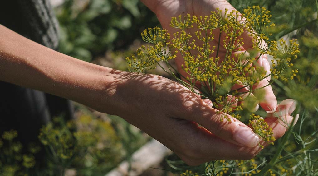 Burying cremated ashes in your garden