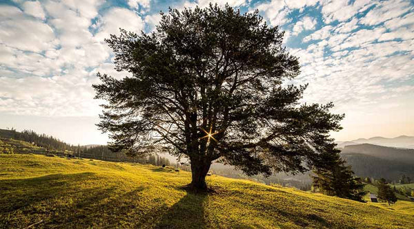 How to grow a tree from your loved ones ashes
