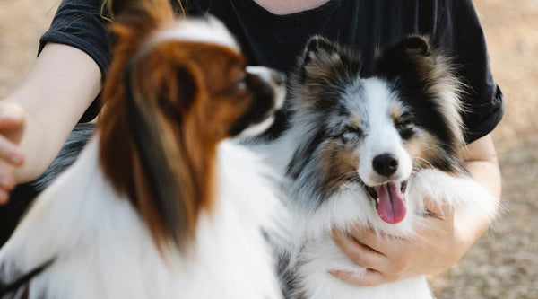 Memorial Ideas for Your Beloved Pet