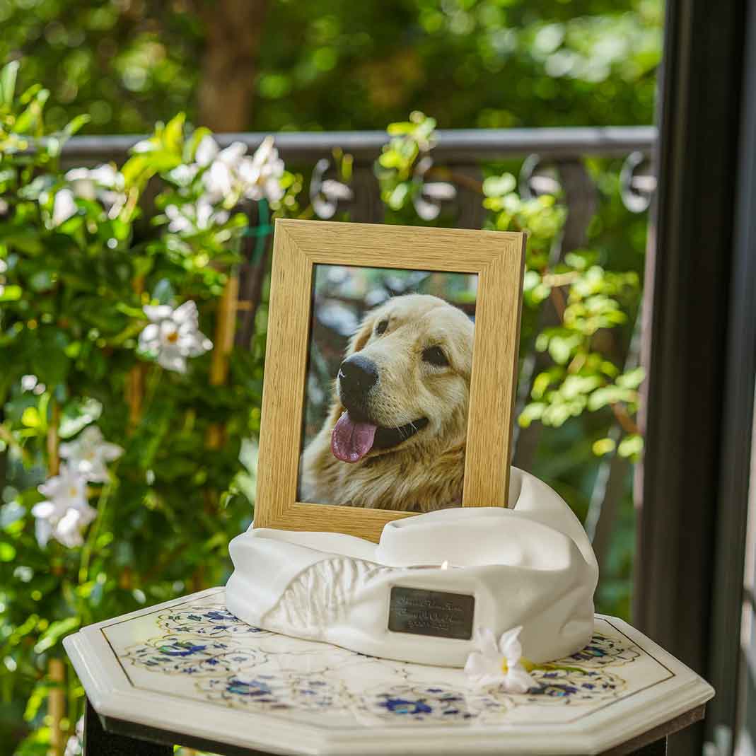 Picture Frame Pet Urns For Ashes In Matte White Ceramic Facing Left With Photo Of Dog On Table Outside