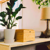 Bamboo Chest Urn for Ashes Next to Plant