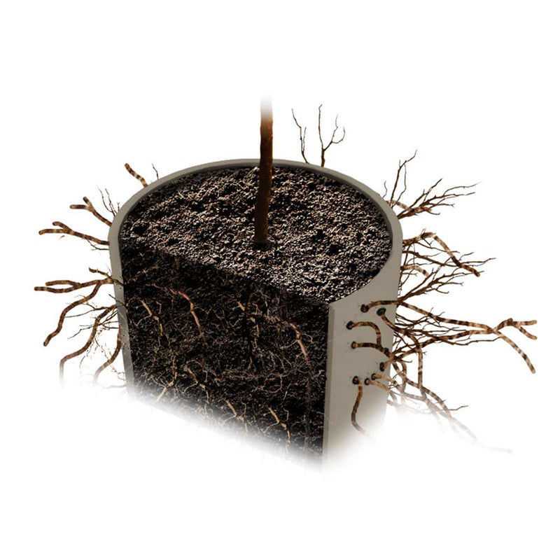Biodegradable Tree Urn for Ashes Roots
