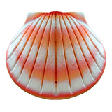 Shell Biodegradable Water Urn for Ashes in Coral Pink
