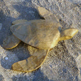 Turtle Biodegradable Water Urn for Ashes Small on the Beach